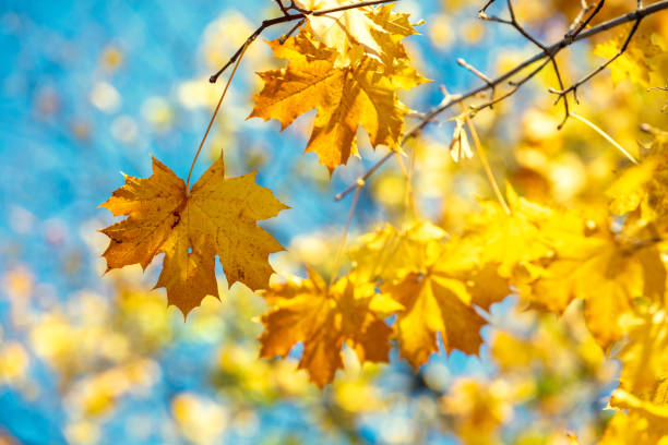 istock Maple branch with yellow but against a blue sky background. Nature background 1196218507