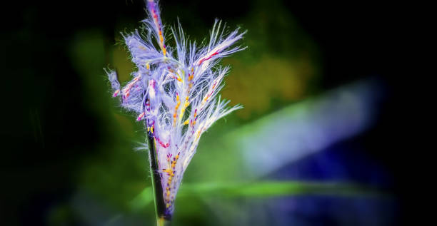 istock Night beautiful light flower with black background view. 1196219859