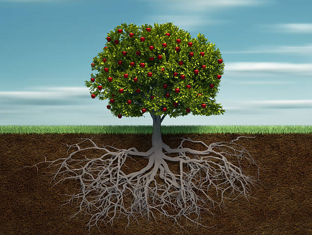 Tree with apple Tree with apple and root - 3d render illustration root stock pictures, royalty-free photos & images