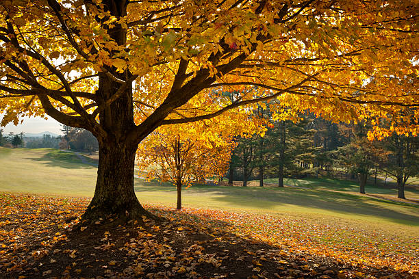 Autumn in a formal garden on Vancouver Island, British Columbia