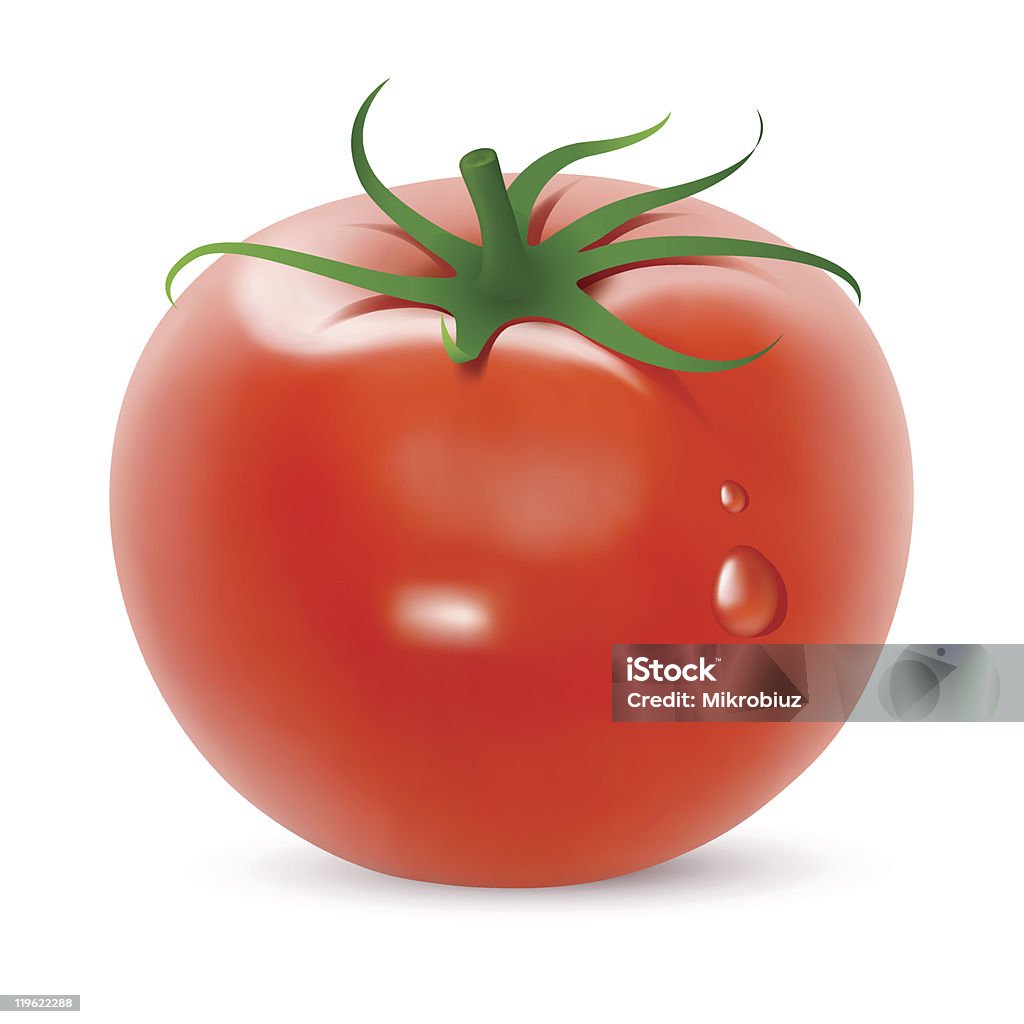 Bright tomato Tomato. Created using gradient meshes. Agriculture stock vector