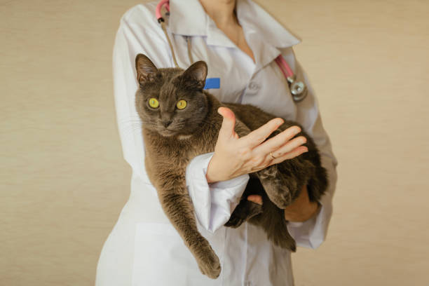 istock Recovered gray cat is feeling good and released from veterinary hospital. He gets cozy at veterinarian hands. Love to nature concept. 1196223855