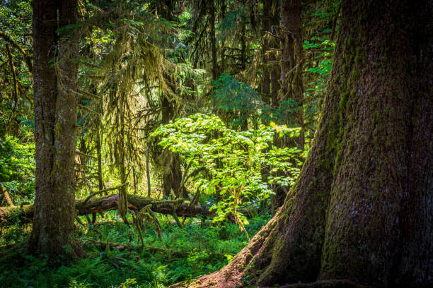 Hoh Rainforest, Olympic National Park