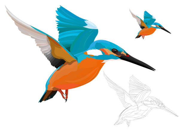 ilustrações, clipart, desenhos animados e ícones de martim-pescador voador. pássaro colorido. imagem vetorial. fundo branco. - guarda rios