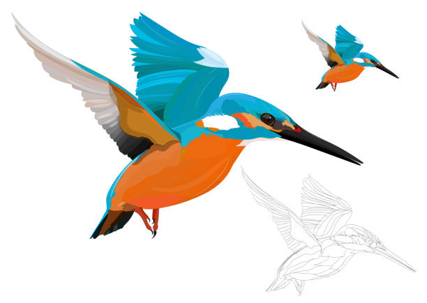 Flying Kingfisher. Colorful bird. Vector image. White background. Realistic vector image kingfisher stock illustrations