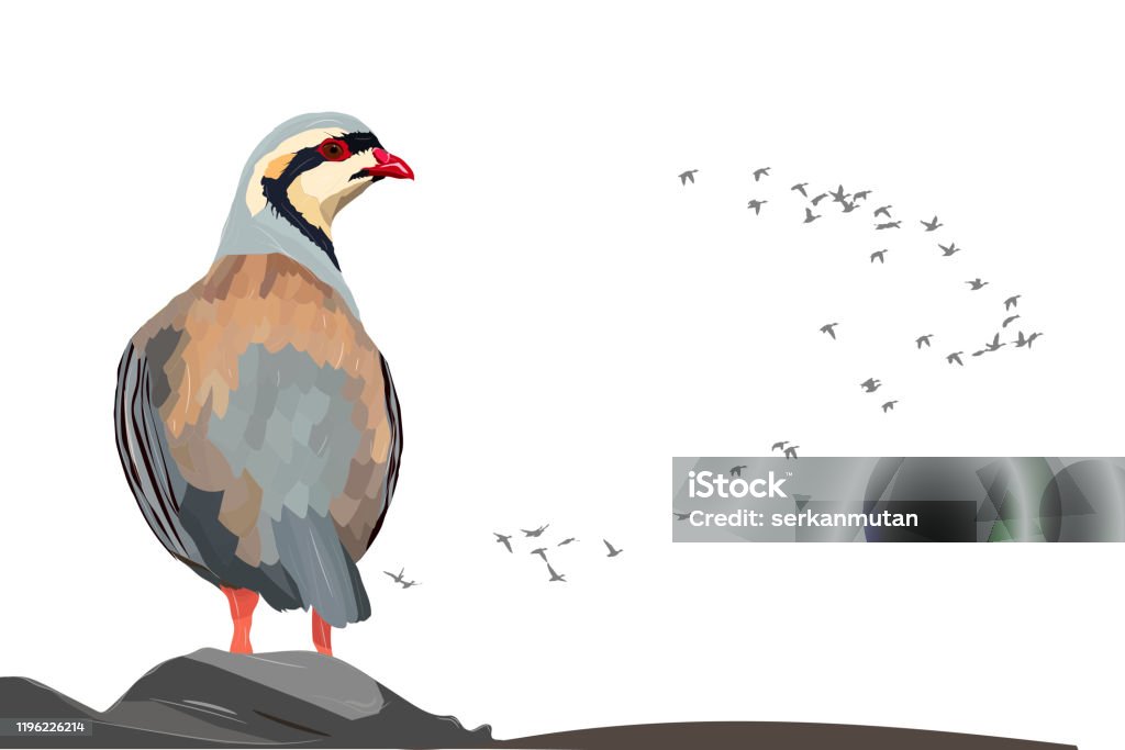 Partridge Vector Partridge Bird Tattoo