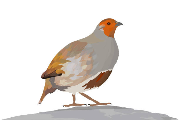 Realistic bird vector. Bird: Grey Partridge. Perdix perdix. White background. Grey Partridge. Perdix perdix perdix stock illustrations