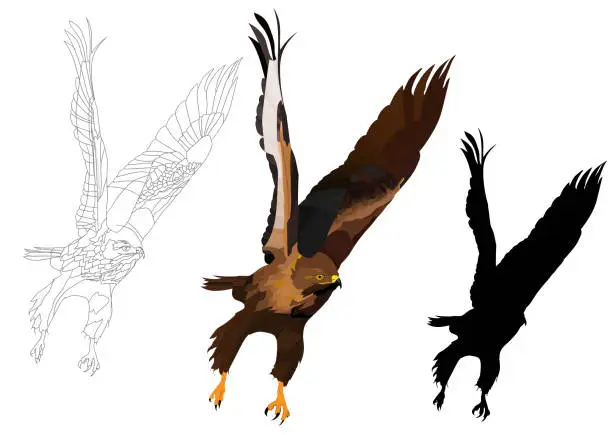 Vector illustration of Bird landing. Flying bird. Bird of prey. Vector image.
