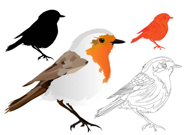illustrations, cliparts, dessins animés et icônes de oiseau mignon robin. ensemble d'image vectorielle. fond blanc. - funny bird