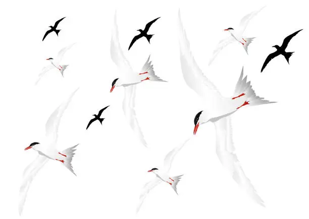 Vector illustration of Flying white bird. Common Tern. Sterna hirundo. Vector image.