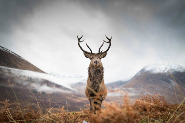 istock Monarch of the Glen 1196227967
