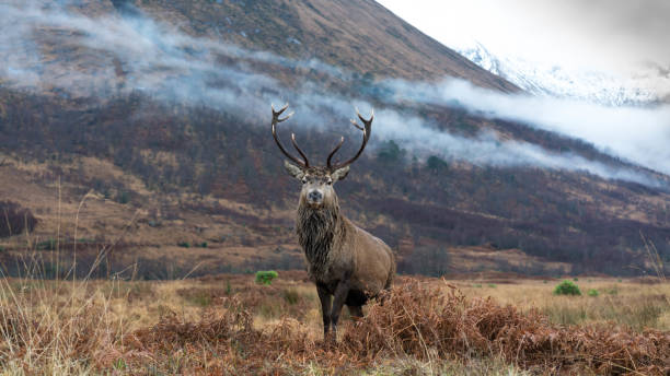 istock Monarch of the Glen 1196227973