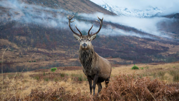 istock Monarch of the Glen 1196227974