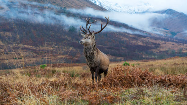 istock Monarch of the Glen 1196227975