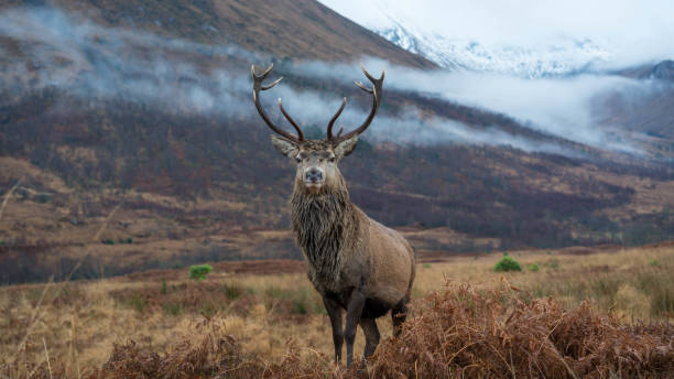 istock Monarch of the Glen 1196227976