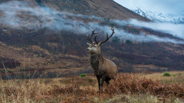 istock Monarch of the Glen 1196227977