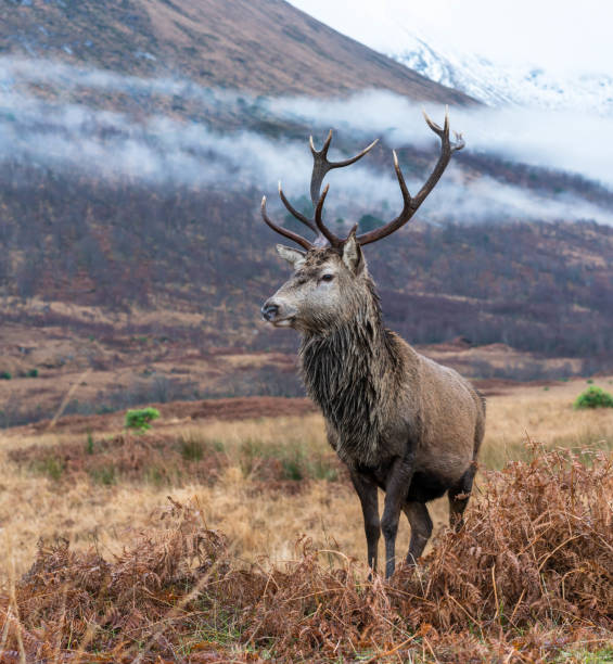 istock Monarch of the Glen 1196227978