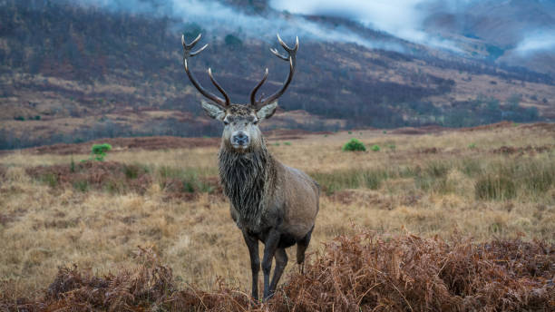istock Monarch of the Glen 1196227979
