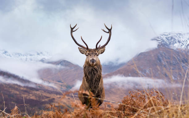 istock Monarch of the Glen 1196227980