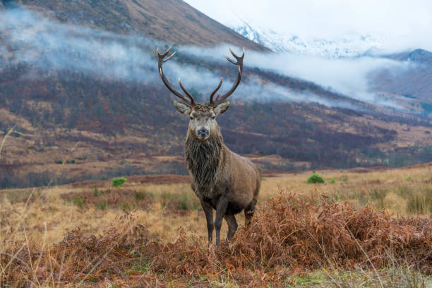 istock Monarch of the Glen 1196227981