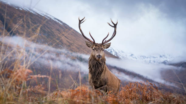 istock Monarch of the Glen 1196227982