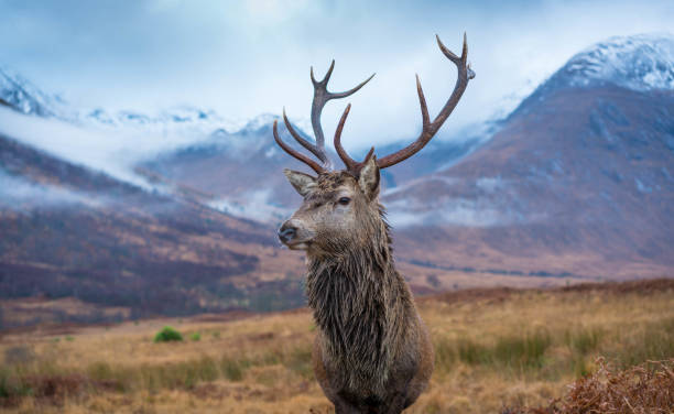 istock Monarch of the Glen 1196227984