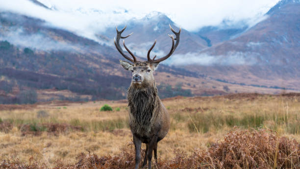 istock Monarch of the Glen 1196227985