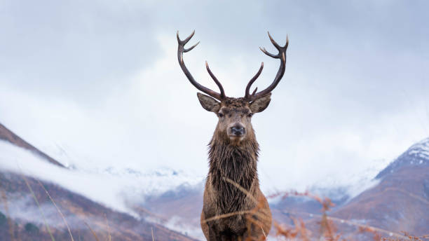 istock Monarch of the Glen 1196227986