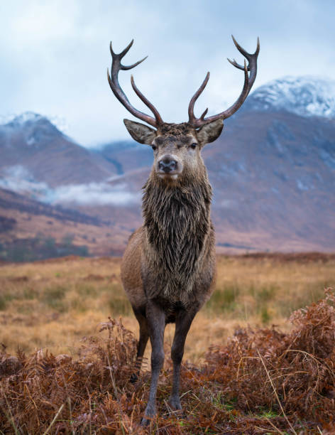 istock Monarch of the Glen 1196227988