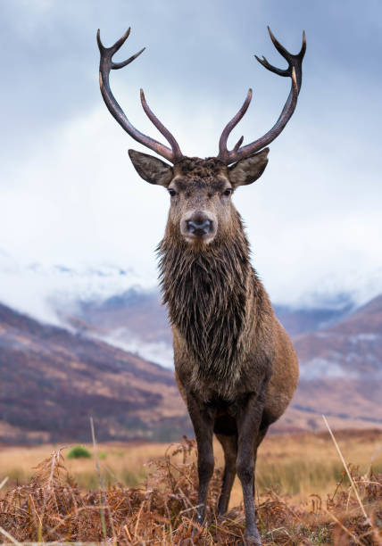 istock Monarch of the Glen 1196227989