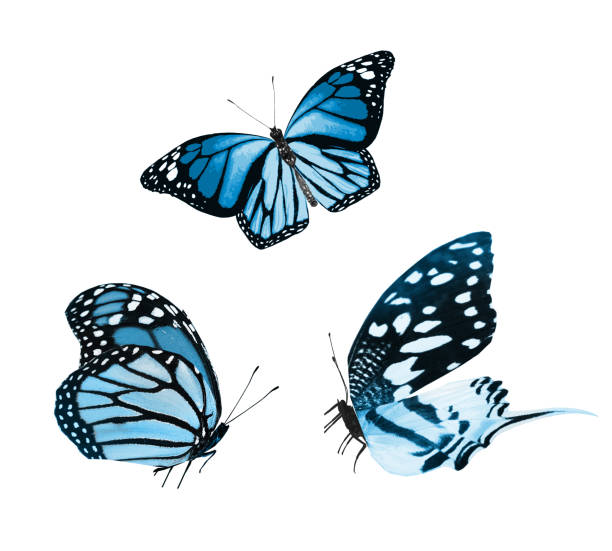 istock Color butterflies , isolated on white background 1196228742