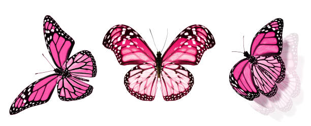 istock Color butterflies , isolated on white background 1196228745