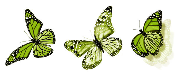 istock Color butterflies , isolated on white background 1196228755