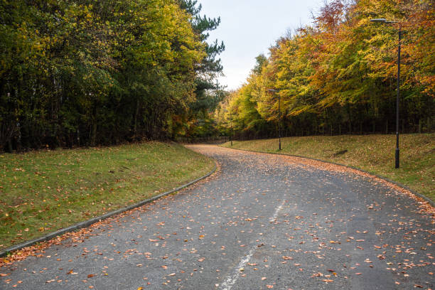 istock Deserted tree lined road in a park on a cloudy autumn day 1196229458