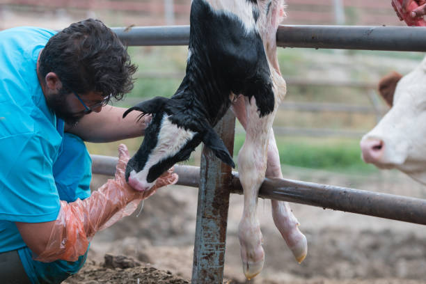 istock Vet Checking newborn 1196229523
