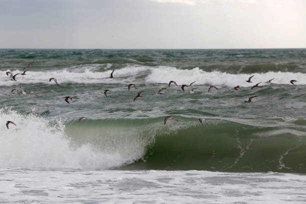 Sandpipers flying over surf A flock of sandpipers flies above storm surge washing onto a beach on Longboat Key in Florida, USA. longboat key stock pictures, royalty-free photos & images