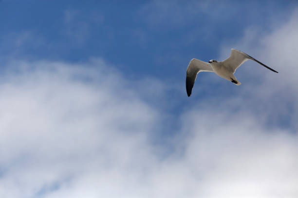 Seagull in flight A seagull flies above a beach in Longboat Key, Florida. longboat key stock pictures, royalty-free photos & images