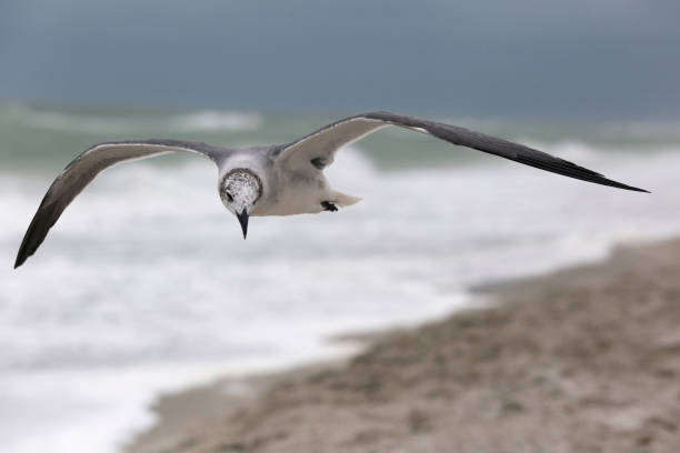 Seagull in flight A seagull patrols above a beach on Longboat Key in Florday, USA. longboat key stock pictures, royalty-free photos & images
