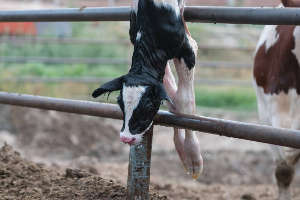 Newborn calf trying to breathe