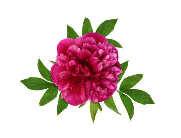 istock Pink peony flower and leaves 1196233795