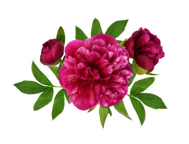 istock Pink peony flowers and leaves 1196233796