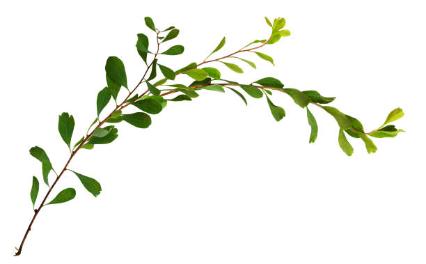istock Waved twigs with small green leaves 1196233830