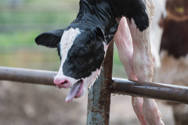 istock Newborn calf trying to breathe 1196234531