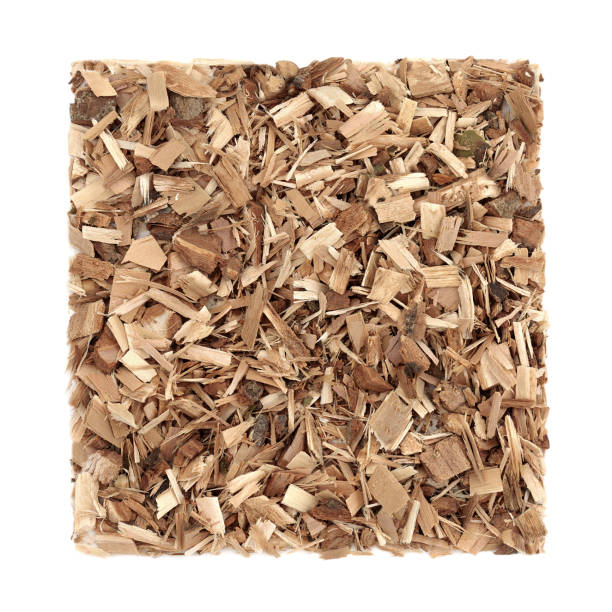 istock Poplar Bark Herb Herbal Medicine 1196234585