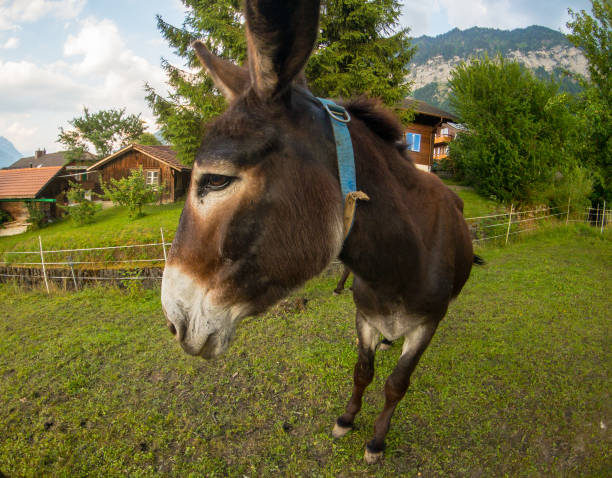 istock Donkey in the Switzerland farm 1196236797