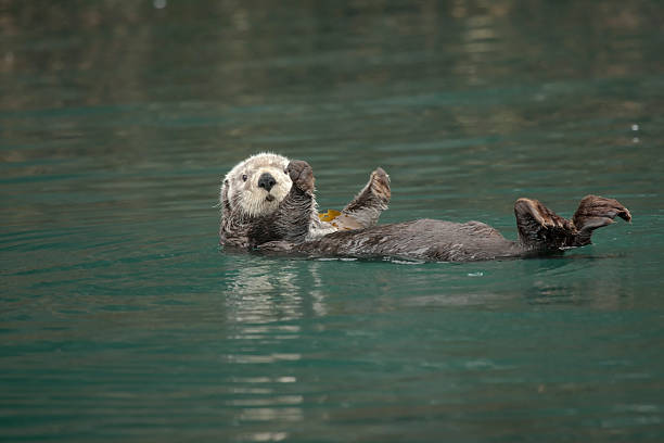 Who You Lookin' At Sea Otter floating around in Kachemak Bay, Homer, Alaska. sea otter stock pictures, royalty-free photos & images