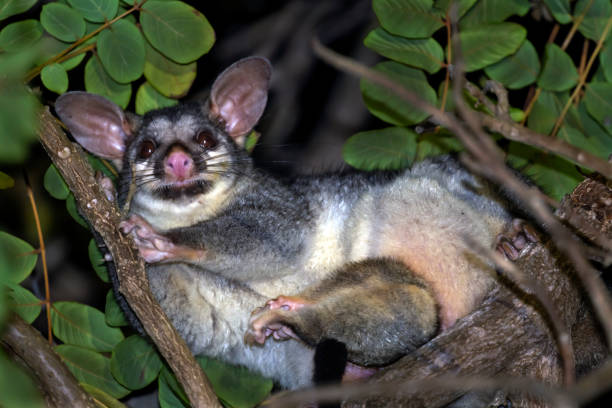 istock Common Ringtail Possum at Night, Queensland, Australia 1196237425