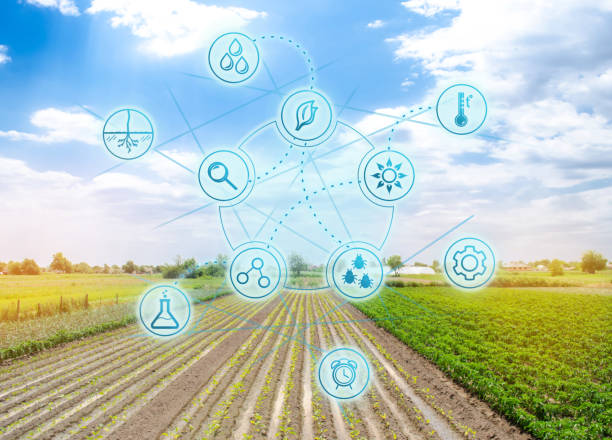 istock Smart innovative high technologies and innovations in agro-industry. Agricultural startup. Automation and crop quality improvement. Eggplant plantations grow in the field. 1196237504