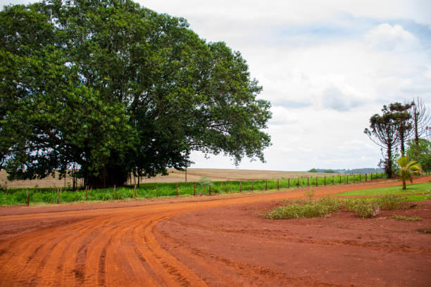istock farm in Mato Grosso do Sul 1196239557