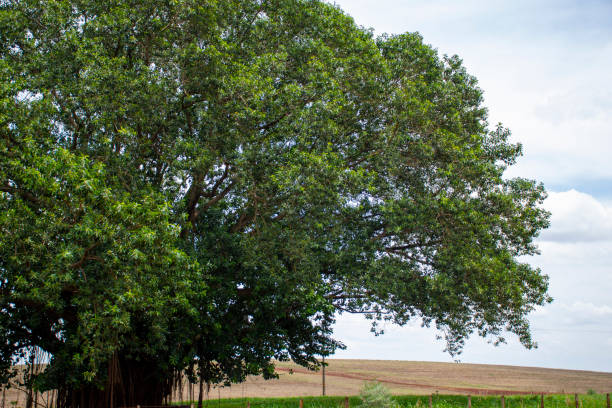 istock farm in Mato Grosso do Sul 1196239707